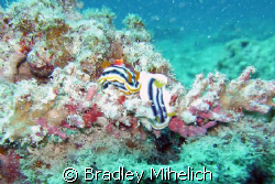 a nudibranch family.  taken off of ishikaki jima one of t... by Bradley Mihelich 